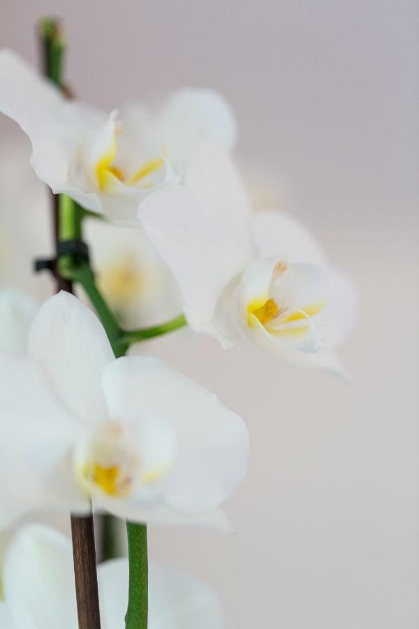 Apartment Natur Bled Dış mekan fotoğraf